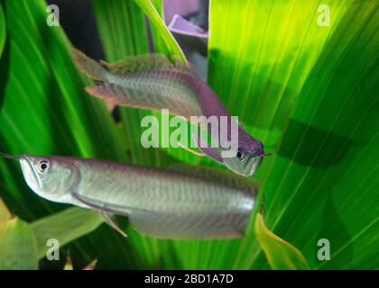 Arowana argentata. Amazzonia,Pesce,specie: Bicirrosum,genere: Osteoglossum,Famiglia: Osteoglossidae,Ordine: Osteoglossiformes,Classe: Actinopterygii,Phylum: Chordata,Regno: Animalia,Horizontal,Argento Arowana Silver Arowana Foto Stock