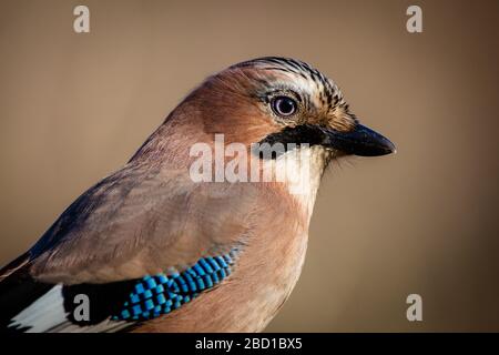 Ritratto molto dettagliato di Jay eurasiatico Foto Stock