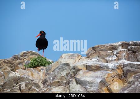 Oystercatcher Africano Foto Stock