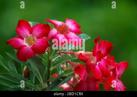 Fiorire Adenium in un giorno soleggiato Foto Stock