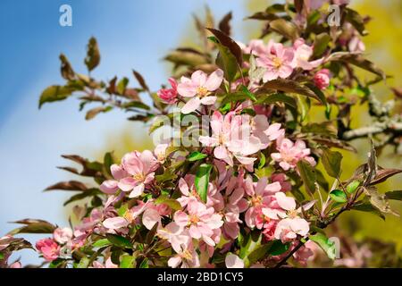 Bella rosa ornamentale Apple albero fiori contro il cielo blu e alberi disfocati nel giardino primaverile. Foto Stock