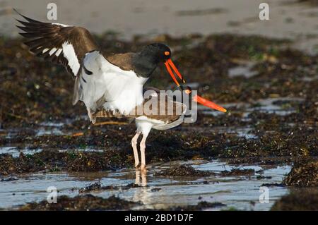 Accoppiamento di ostercatcher americani Foto Stock