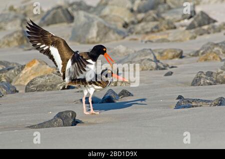 Accoppiamento di ostercatcher americani Foto Stock