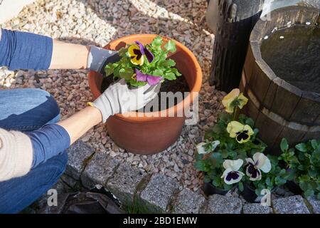 Primo piano delle mani di una donna in guanti piantando fiori viola nel suo cortile soleggiato in una pentola di piante con terra flowerpot inginocchiarsi accanto ai ciottoli Foto Stock