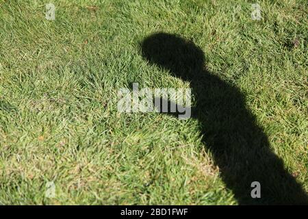 Ombra silhouette di un bambino contro l'erba, soffiando su un dente di leone 'Taraxacum' paracadute palla in un giardino britannico di giorno, primavera 2020 Foto Stock