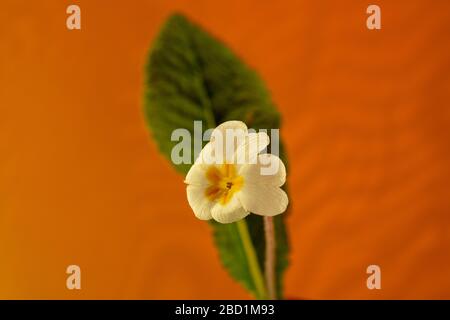 Fiori primrose visto all'inizio di aprile. Foto Stock