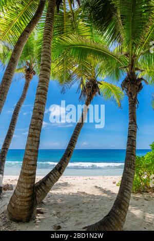 Spiaggia tropicale caraibica e soleggiata paradiso Foto Stock