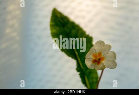 Fiori primrose visto all'inizio di aprile. Foto Stock