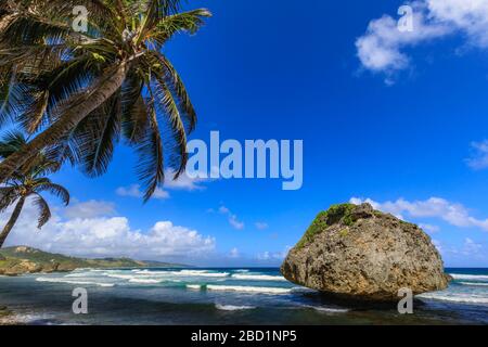 Bathsheba, roccia dei funghi, palma dal vento, onde atlantiche, costa orientale aspra, Barbados, Isole Windward, Indie occidentali, Caraibi, America centrale Foto Stock