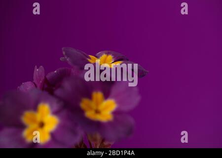 Fiori primrose visto all'inizio di aprile. Foto Stock