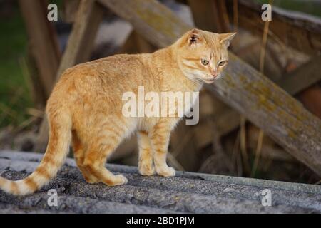 Carino gatto rosso passeggiate sulla natura sulla tavola, mostra una lingua poco. Foto Stock