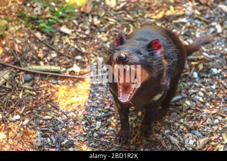 Lo stridente grido del diavolo della Tasmania (Sarcophilus harrisii), icona della Tasmania nel Santuario della fauna selvatica di Trowunna, Tasmania, Australia, Pacifico Foto Stock