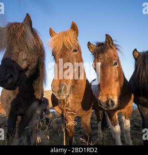 Gruppo di cavalli in posa per un ritratto in un campo, Islanda, regioni polari Foto Stock