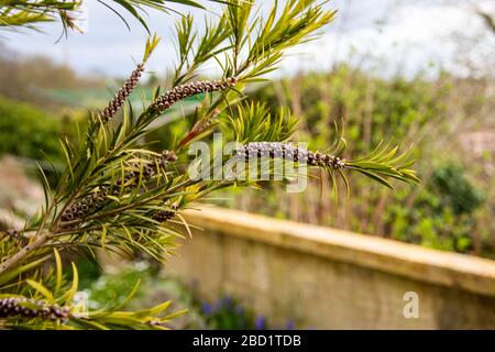 I rami e le capsule di semi di una pianta Callistemon di bottlebrush su uno sfondo sfocato Foto Stock