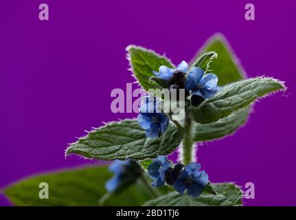Fiori e foglie verdi di Alkanet visti al sole della sera, Foto Stock