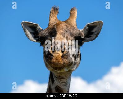 Masai giraffe (Giraffa camelopardalis tippelskirchii). Primo piano della testa di una giraffa Masai nella Riserva Nazionale Masai Mara, Kenya, Africa Foto Stock