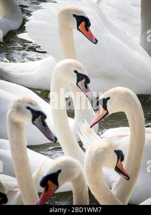 Swans a Waterloo Lake, Roundhay Park, Leeds. Foto Stock