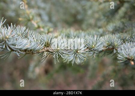 Ramo di pino scozzese in primo piano, Pinus sylvestris, primo piano dei rami di un giovane pino scozzese Foto Stock