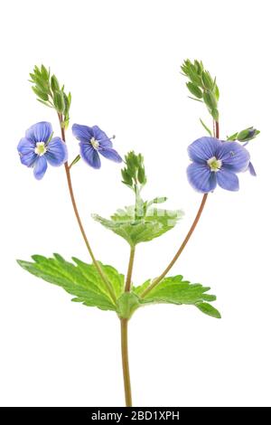 Veronica persica isolati su sfondo bianco Foto Stock