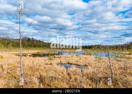 Parco nazionale storico Trakai, riserva zoologica botanica, sentiero cognitivo, lungo sentiero tortuoso sulla palude nella foresta, palude, palude, laghetti minuscoli Foto Stock