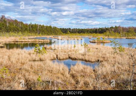 Parco nazionale storico Trakai, riserva zoologica botanica, sentiero cognitivo, lungo sentiero tortuoso sulla palude nella foresta, palude, palude, laghetti minuscoli Foto Stock