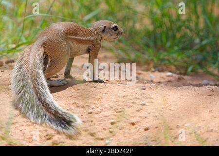 Scoiattolo di terra del capo (Xerus inauris), giovane maschio, a tutti i quattro, all'entrata del burrow, Kgalagadi Transfrontier Park, Capo del Nord, Sud Africa, Africa Foto Stock