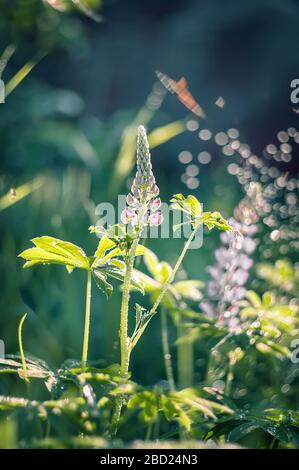 Il fiore lupino nel giardino è circondato dalle sue belle foglie verdi sullo sfondo di un magnifico bokeh Sunny. Bellissimo backgr naturale Foto Stock