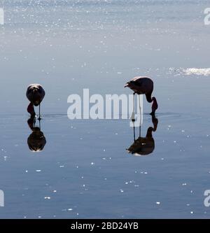 Due fenicotteri in una laguna di sale, il Cile Foto Stock