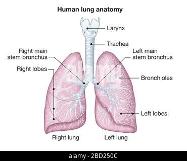 Illustrazione che mostra l'anatomia dei polmoni umani con trachea, lobi sinistro e destro, br Foto Stock