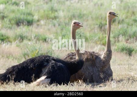 Struzzi comuni (Struthio camelus), adulti, maschi e femmine, riposati su terreno sabbioso, Kgalagadi Transfrontier Park, Capo Nord, Sud Africa Foto Stock