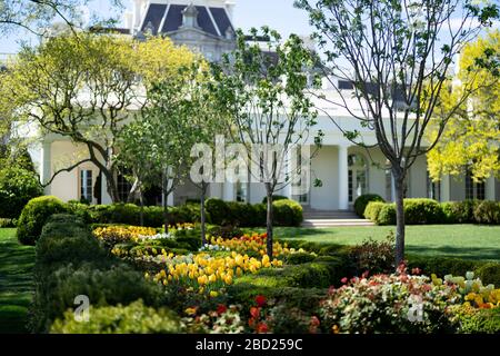 Tulipani gialli, rossi e bianchi circondano il Giardino delle Rose, mentre i fiori primaverili fioriscono in profusione al di fuori dell'Ufficio ovale della Casa Bianca 3 aprile 2020 a Washington, DC. Foto Stock