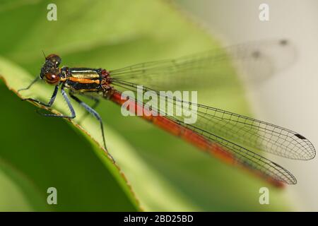 Primo piano di libellula a foglia Foto Stock