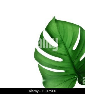 Giungla tropicale foglia Monstera isolato su sfondo rosa. Foto Stock