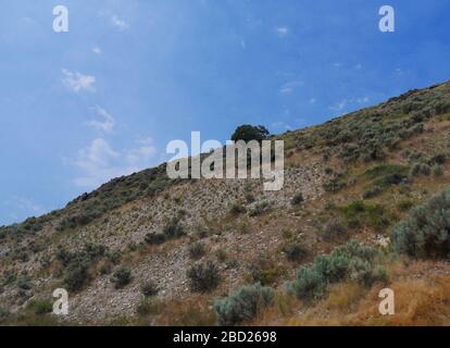 Vista montagna, ripresa tagliata con un giovane albero solitario che cresce sul pendio. Foto Stock