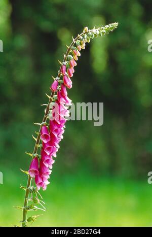 Guernsey. Flowering plants. Foxgloves. Digitalis purpurea. Foto Stock