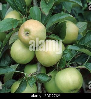 Maturo giallo verde dorato mele deliziose con foglie su un albero di frutteto commerciale, Oxfordshire, settembre Foto Stock