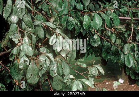 Foglia d'argento (Chondrostereum purpurreum) che colpisce fogliame su un grande albero di susina matura in un vecchio frutteto Foto Stock