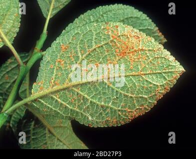 Ruggine di susina (decoloramento di Tranzschelia) pustole fungine di malattia sul lato inferiore di una foglia di susina (Prunus domestica) Foto Stock