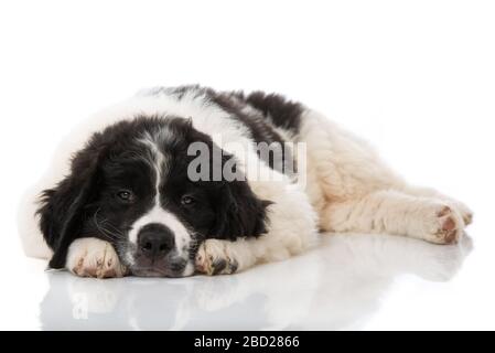 Cucciolo di Terranova isolato su sfondo bianco Foto Stock
