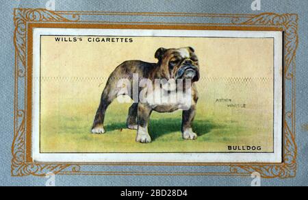 W.D E H.O. Wills scheda di sigaretta, Bulldog Foto Stock