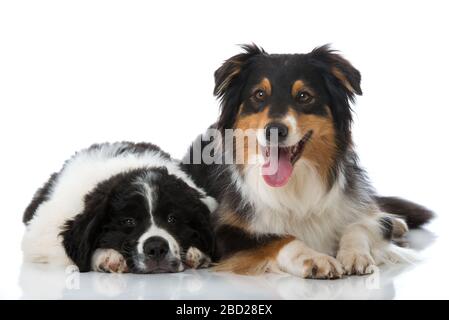 Cucciolo di Terranova e cane pastorello australiano isolati su sfondo bianco Foto Stock