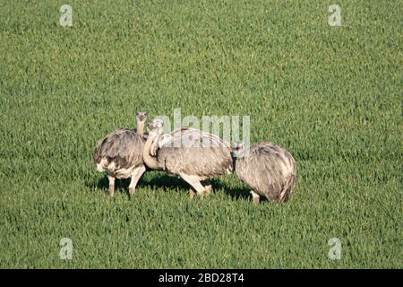 Un gruppo di Nandus si trova vicino su un campo verde Foto Stock