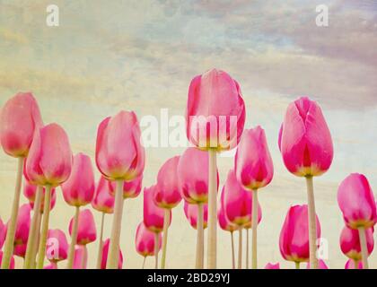 Tulipani rosa che raggiungono il cielo. Effetto texture aggiunto. Foto Stock