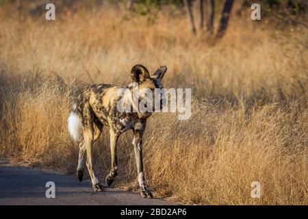 Cane selvaggio africano con collare radio a piedi su strada safari nel Parco Nazionale di Kruger, Sudafrica; famiglia di specie Lycaon pictus di Canidae Foto Stock