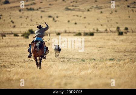 Rancher oscillare un lazo verso una mucca mentre cavalcando un cavallo. Foto Stock