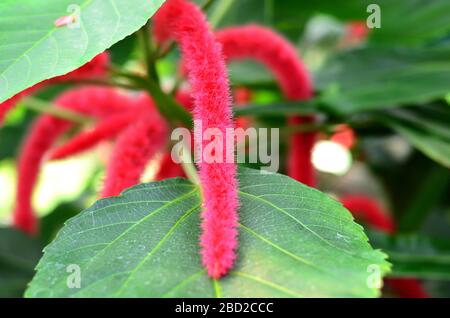 Primo piano impianto di ciniglia (Acalipha hispida) Foto Stock