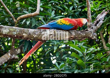 Macaw scarlatto, ARA MACAO, CANAIMA, Venezuela, Sud America, America Foto Stock