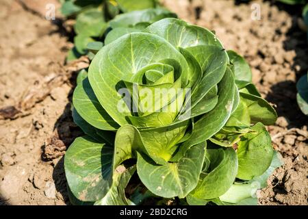 Coltivato in casa biologico Radicchio o cicoria italiana 'Radicchio Verdon' (Cichorium intybus), macro foto Foto Stock