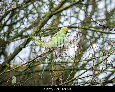 Un paraceo ferale (Psittacula krameri) visto in un albero presso la Riserva Naturale delle Fatture di Beddington, Sutton, Londra. Foto Stock