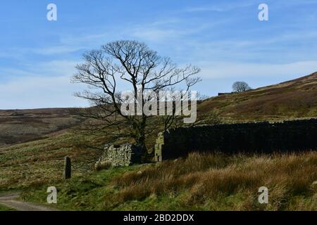 Rovine sul sentiero per Top Withins, Top Withens, Bronte Country, Haworth Moor in Spring, West Yorkshire Foto Stock